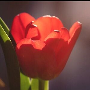 Tulips are the Parkinson sign.Unlisted